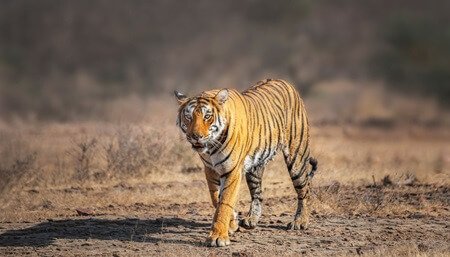Golden Triangle & Wildlife