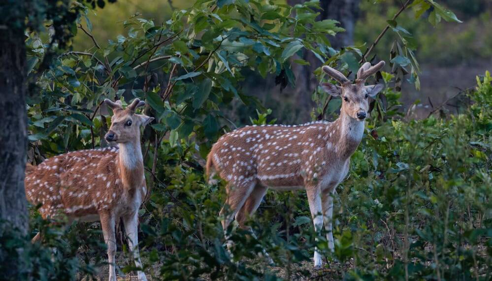 BEST OF CORBETT TOUR 