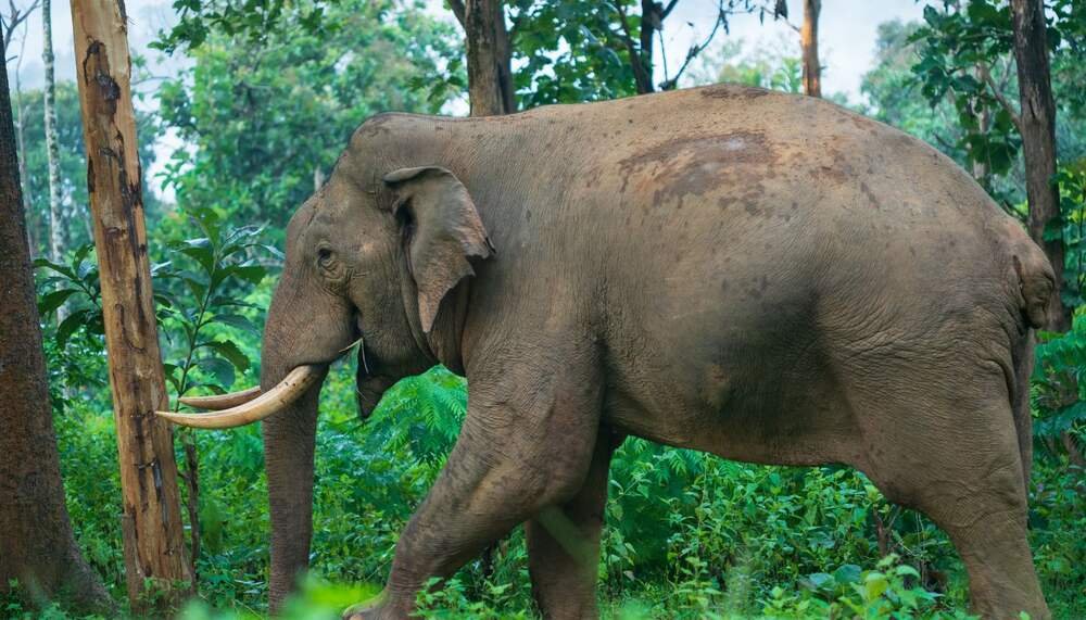 Wayanad Tour