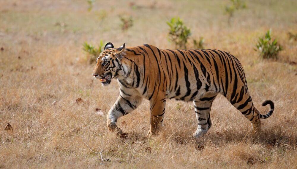 Bandhavgarh and Kanha with Taj Mahal Tour